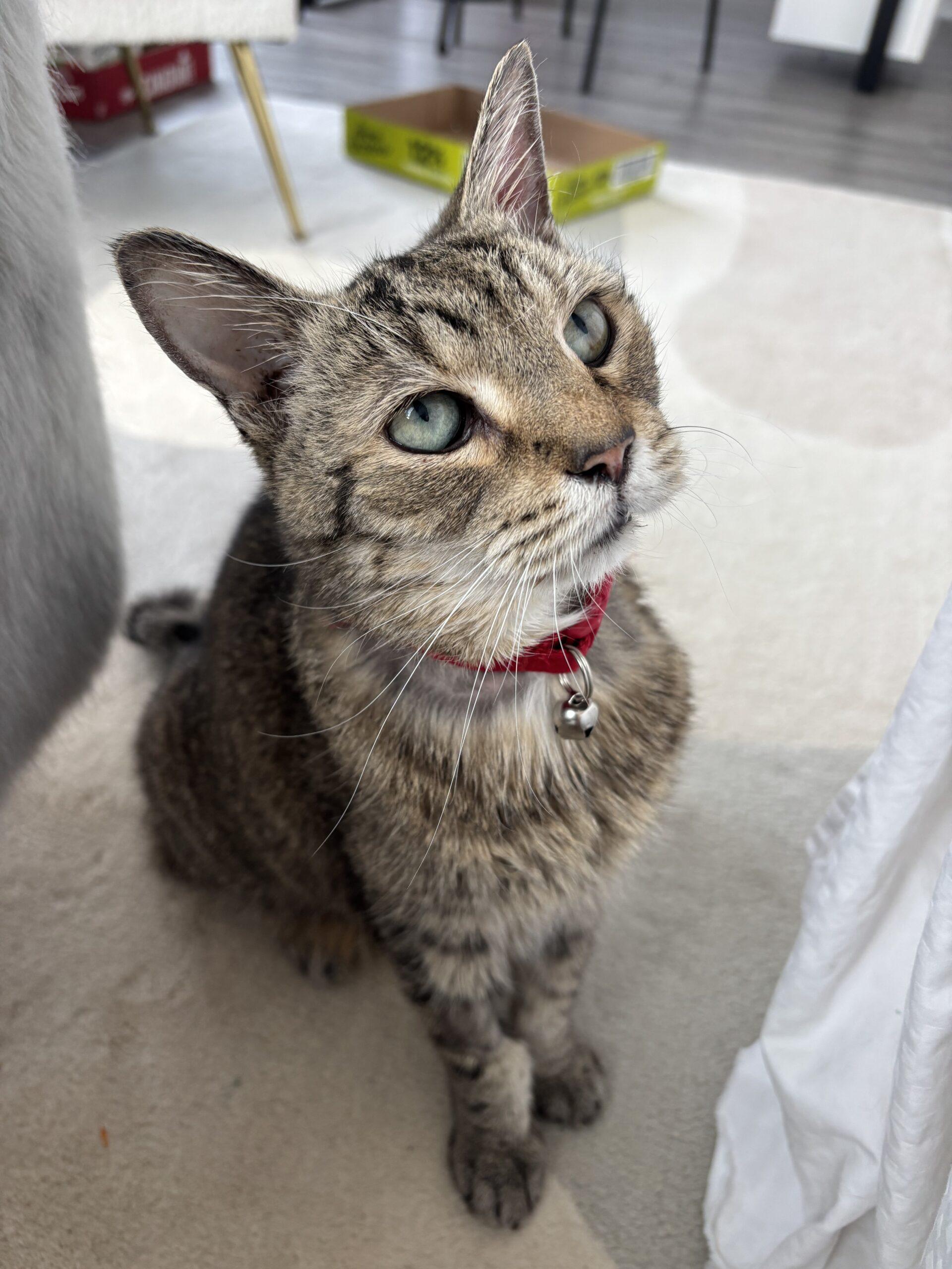 Sir Puffington, Adoptable, Senior Male Domestic Short Hair.
