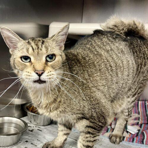 Enlarge Sir Puffington, a Adoptable Domestic Short Hair in Toronto, ON image 1/5