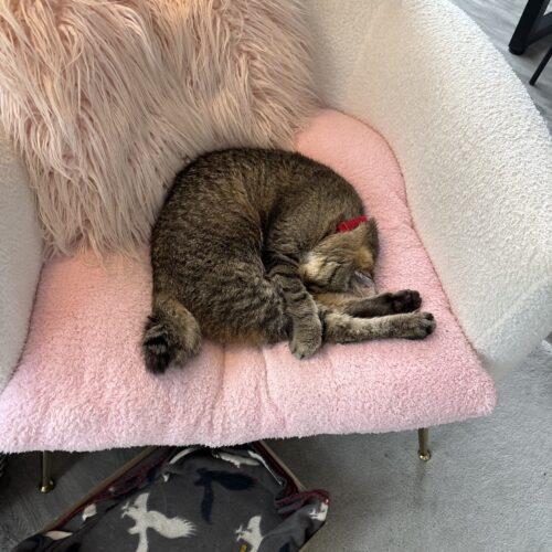 Enlarge Sir Puffington, a Adoptable Domestic Short Hair in Toronto, ON image 2/5