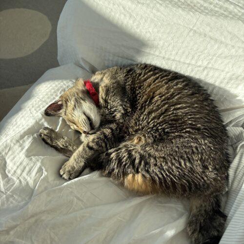 Enlarge Sir Puffington, a Adoptable Domestic Short Hair in Toronto, ON image 2/5