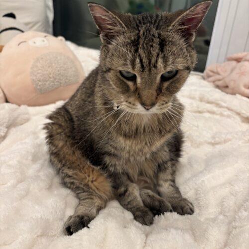 Enlarge Sir Puffington, a Adoptable Domestic Short Hair in Toronto, ON image 3/5