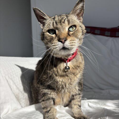 Enlarge Sir Puffington, a Adoptable Domestic Short Hair in Toronto, ON image 4/5