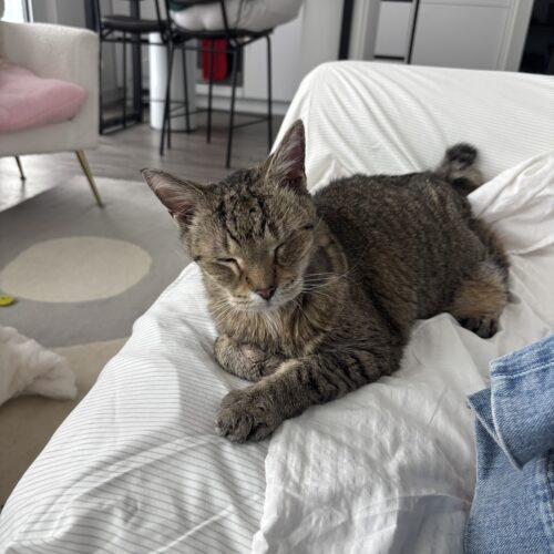 Enlarge Sir Puffington, a Adoptable Domestic Short Hair in Toronto, ON image 4/5