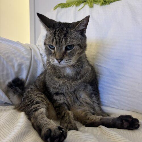 Enlarge Sir Puffington, a Adoptable Domestic Short Hair in Toronto, ON image 5/5