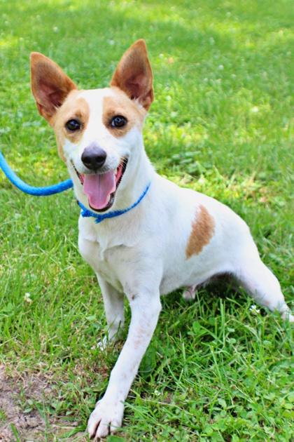 Happy, Adoptable, Adult Male Parson Russell Terrier & Mixed Breed.