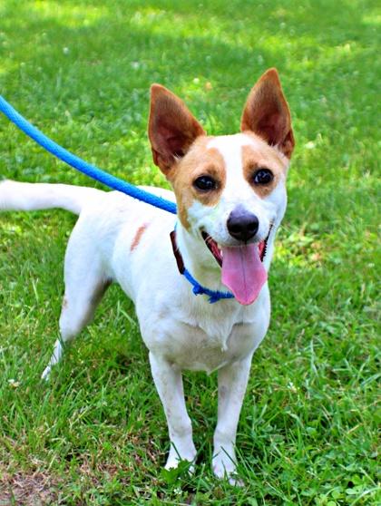 Happy, a Adoptable mixed breed in Morton Grove, IL image 2/2