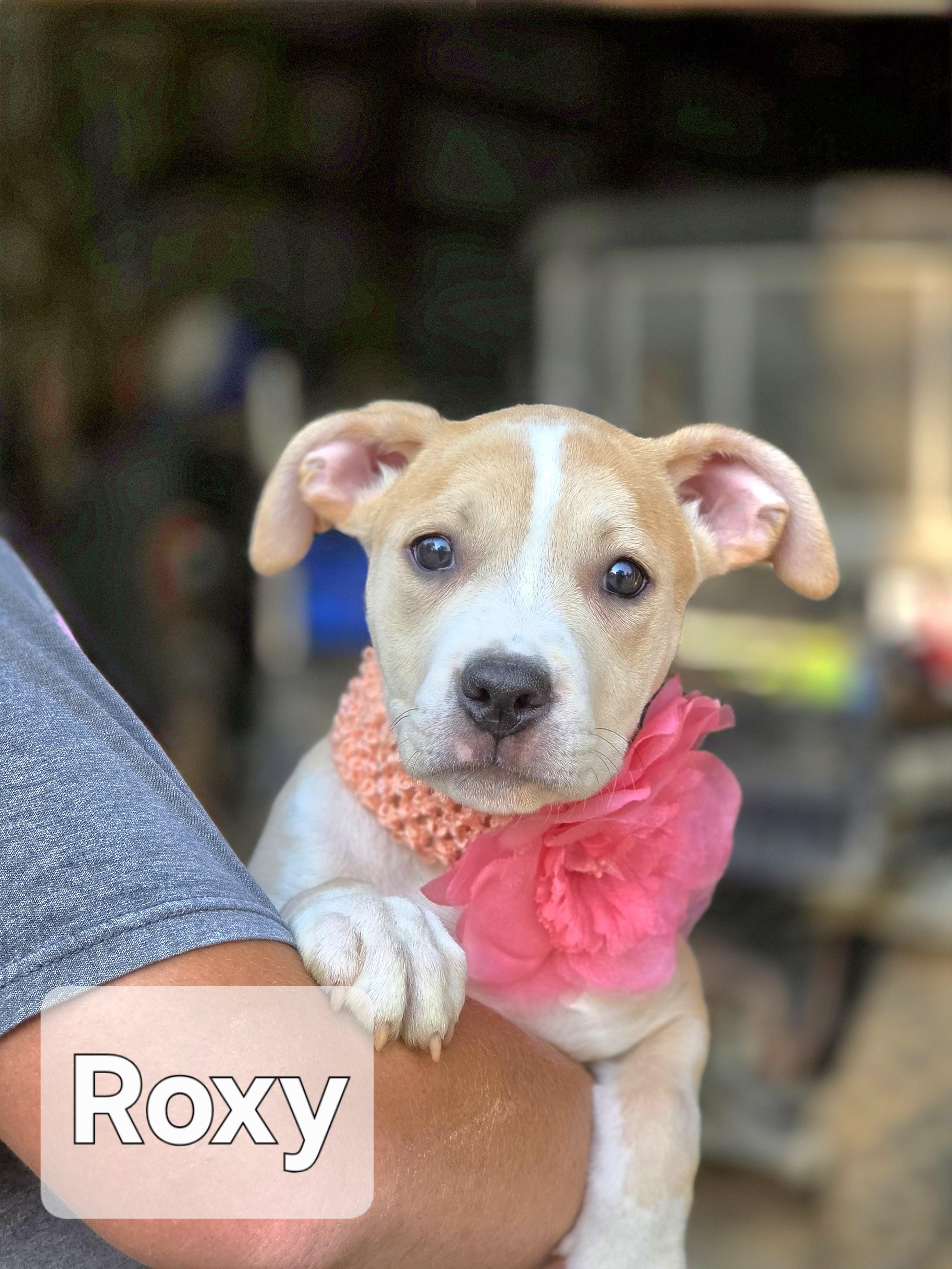 Roxy, Baby Female unknown