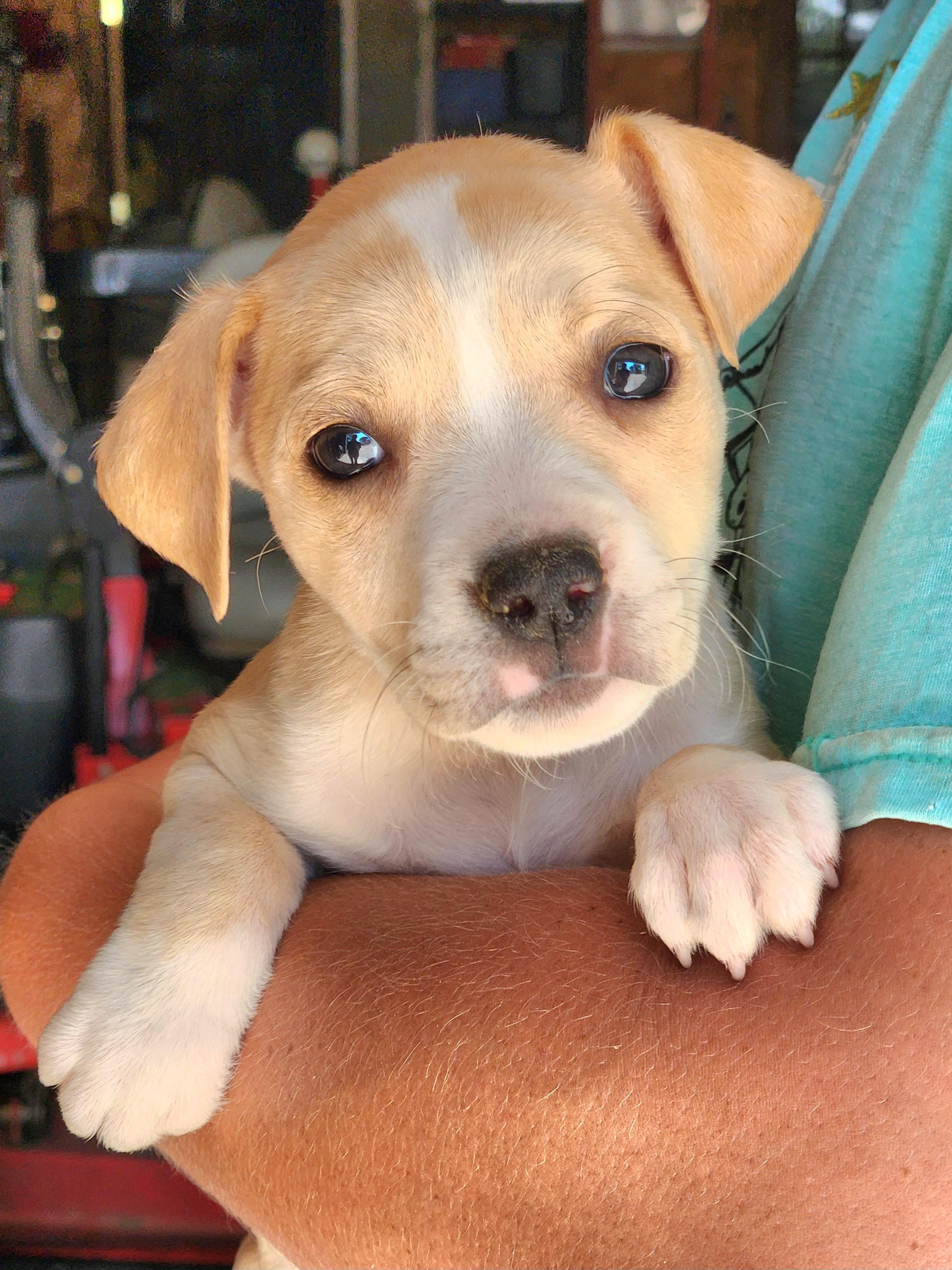 Roxy, Baby Female unknown