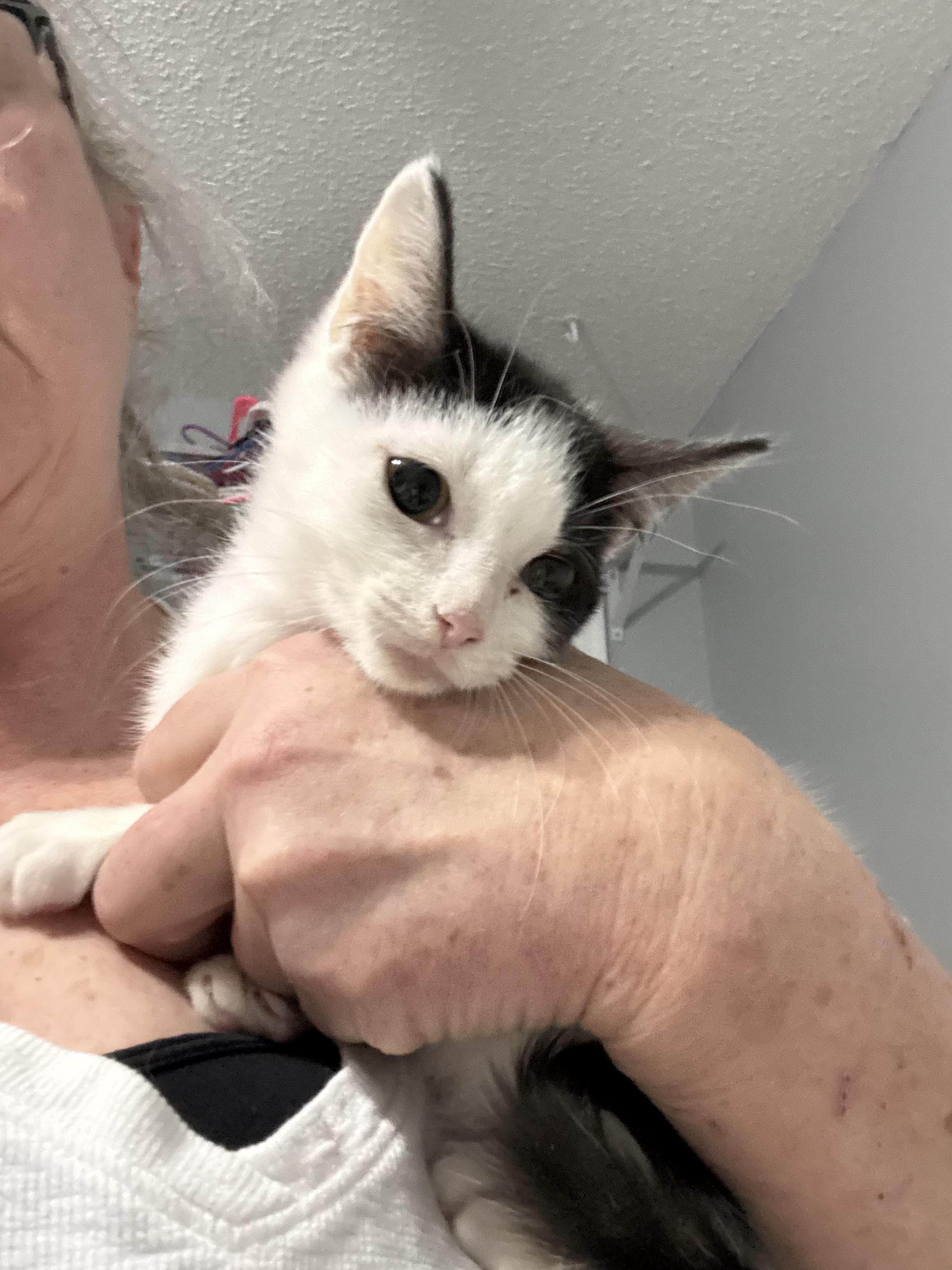 Marshall, a Adoptable Domestic Short Hair in Irmo, SC image 1/6