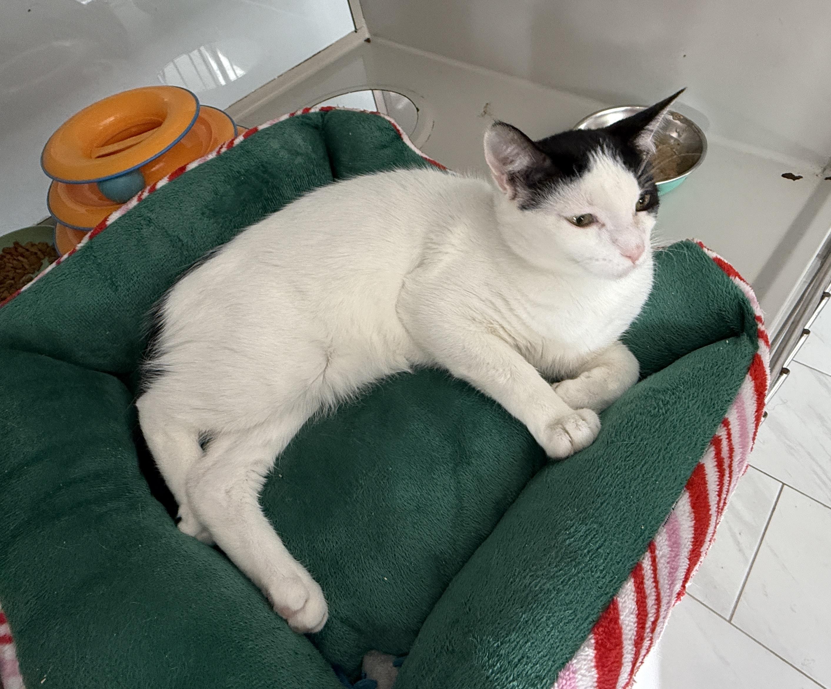 Marshall, a Adoptable Domestic Short Hair in Irmo, SC image 2/6