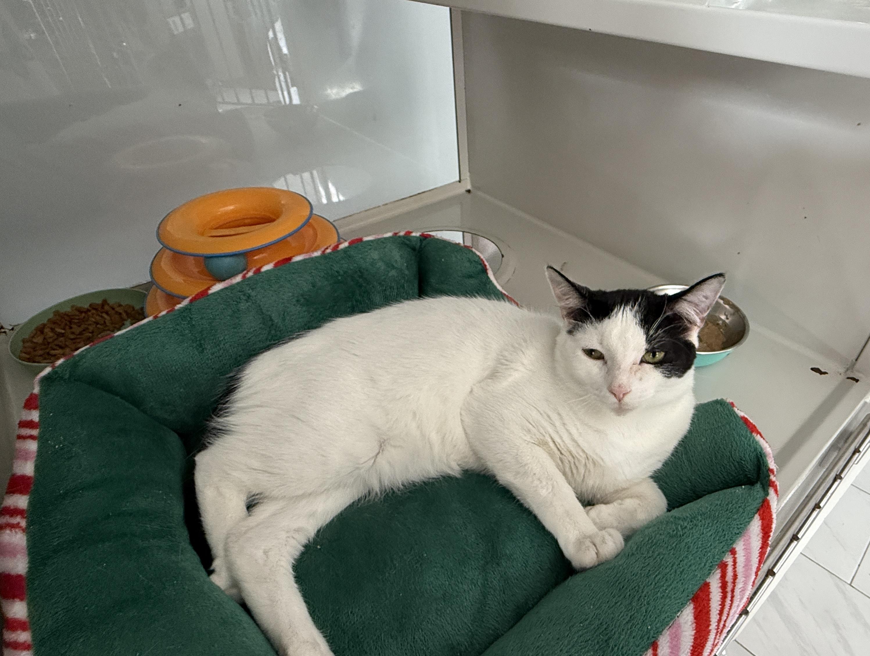 Marshall, a Adoptable Domestic Short Hair in Irmo, SC image 4/6