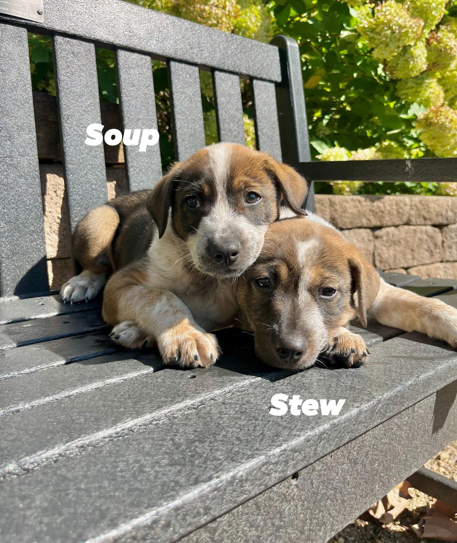 Stew