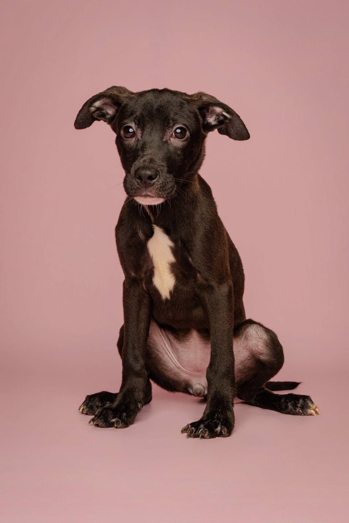 Enlarge Plum, a Adopted mixed breed in Jackson, GA image 1/1
