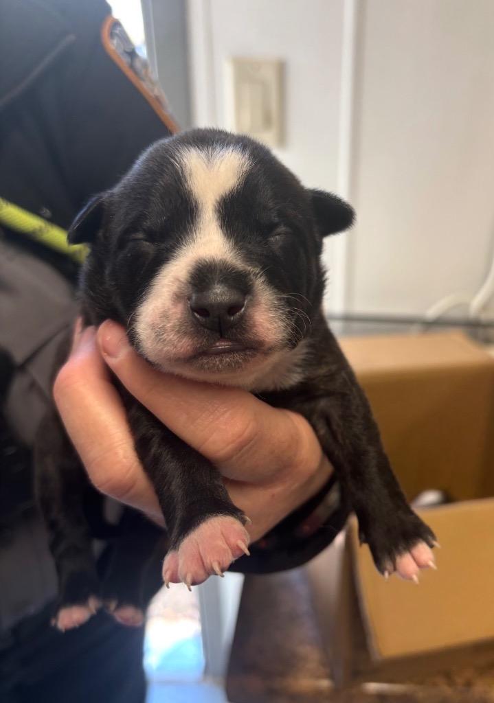 Enlarge Prince, a Adoptable mixed breed in Seven Points, TX image 1/1