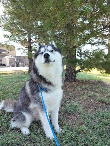 Ares, a Adoptable mixed breed in Irving, TX image 1/3