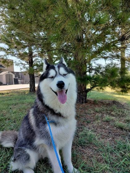 Ares, a Adoptable mixed breed in Irving, TX image 2/3