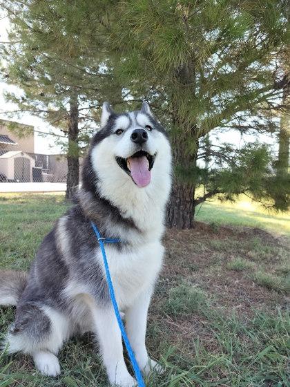 Ares, a Adoptable mixed breed in Irving, TX image 3/3