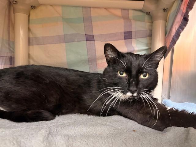 Enlarge MR. SAM ELLIOTT, a Adoptable Domestic Short Hair in Minneapolis, MN image 1/1