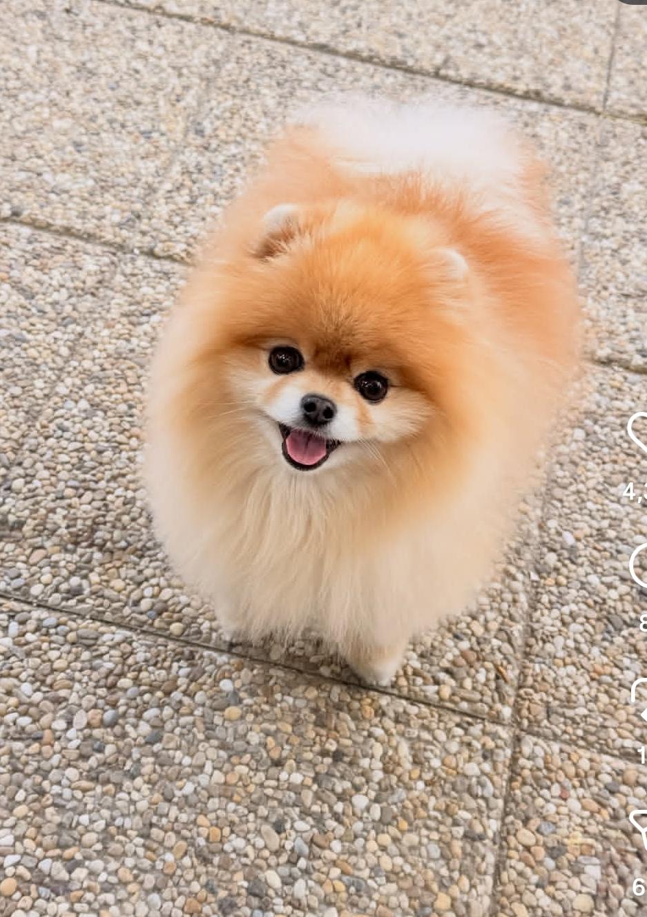 Rose, Adoptable, Young Female Pomeranian.