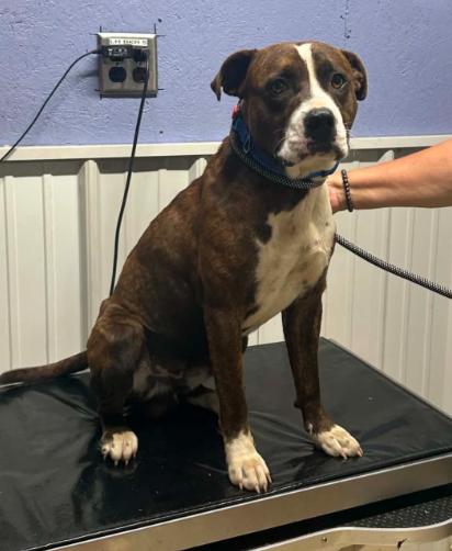 Donnie, Adoptable, Young Male Pit Bull Terrier.