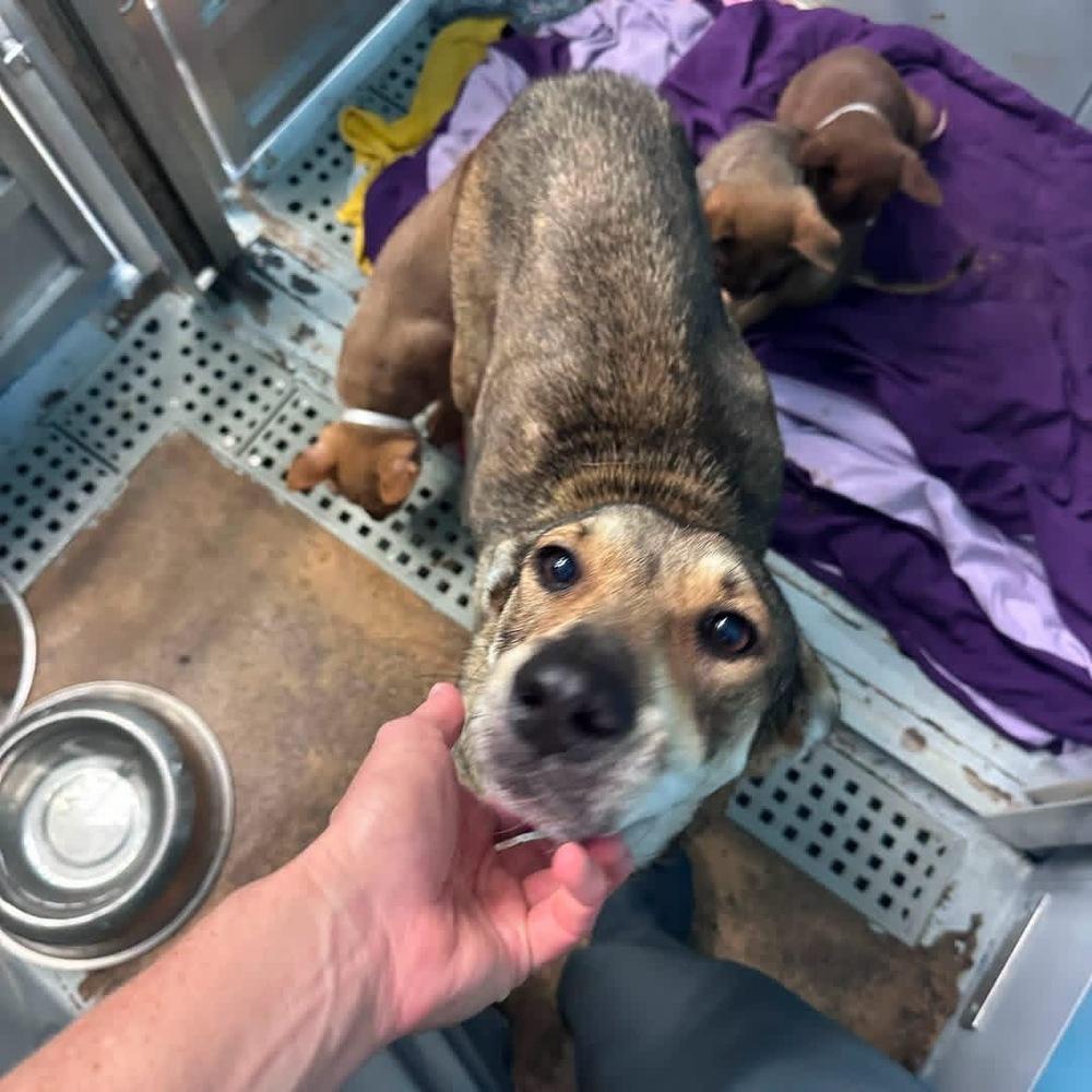 Enlarge Margot, a Adoptable mixed breed in Commerce City, CO image 6/6