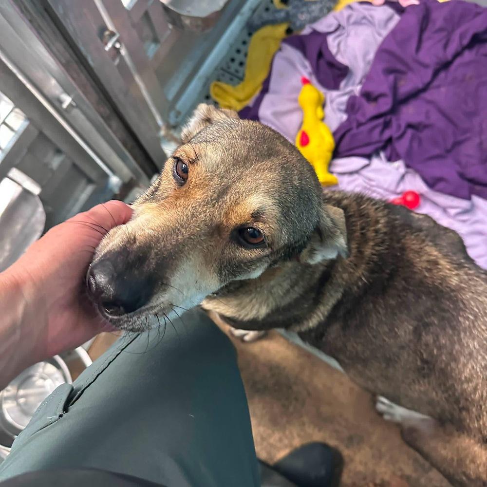 Enlarge Margot, a Adoptable mixed breed in Commerce City, CO image 4/6