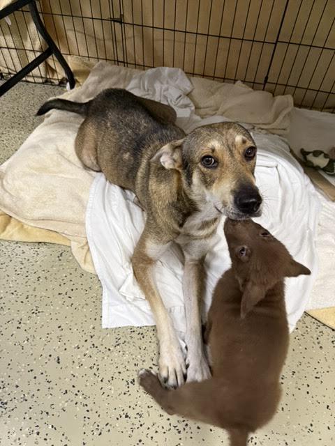 Enlarge Margot, a Adoptable mixed breed in Commerce City, CO image 2/6