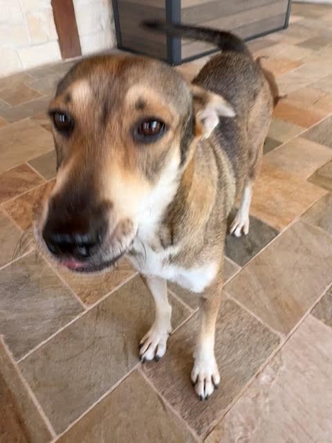 Enlarge Margot, a Adoptable mixed breed in Commerce City, CO image 5/6