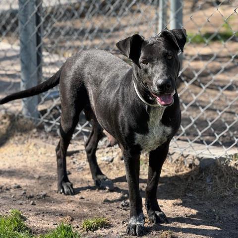 RAVEN, Adoptable, Adult Female Labrador Retriever & Mixed Breed.