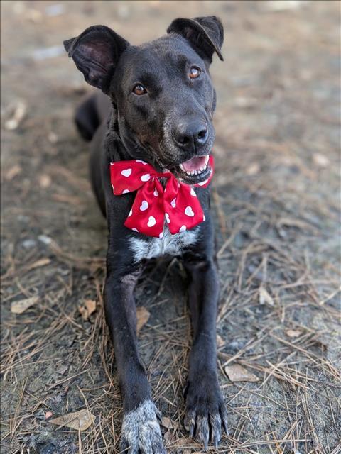 RAVEN, Adoptable, Adult Female Labrador Retriever & Mixed Breed.