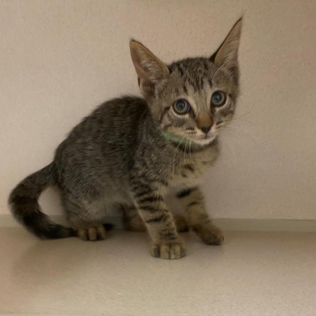 Enlarge Sizzle, a Adoptable mixed breed in Chino Valley, AZ image 1/2