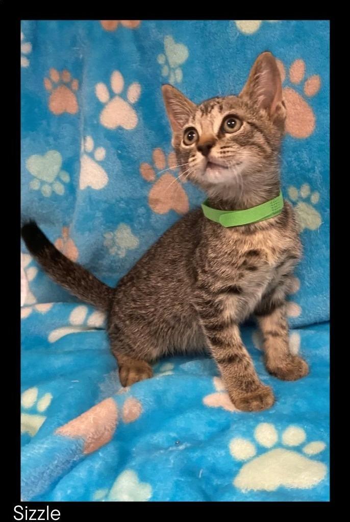 Enlarge Sizzle, a Adoptable mixed breed in Chino Valley, AZ image 2/2