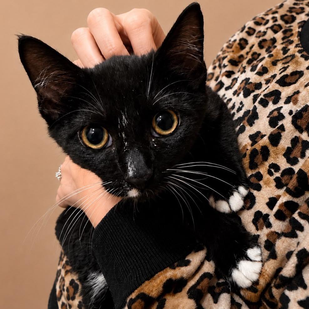 Enlarge Alan "Jax"son, a Adoptable Domestic Short Hair in Winchester, VA image 1/1