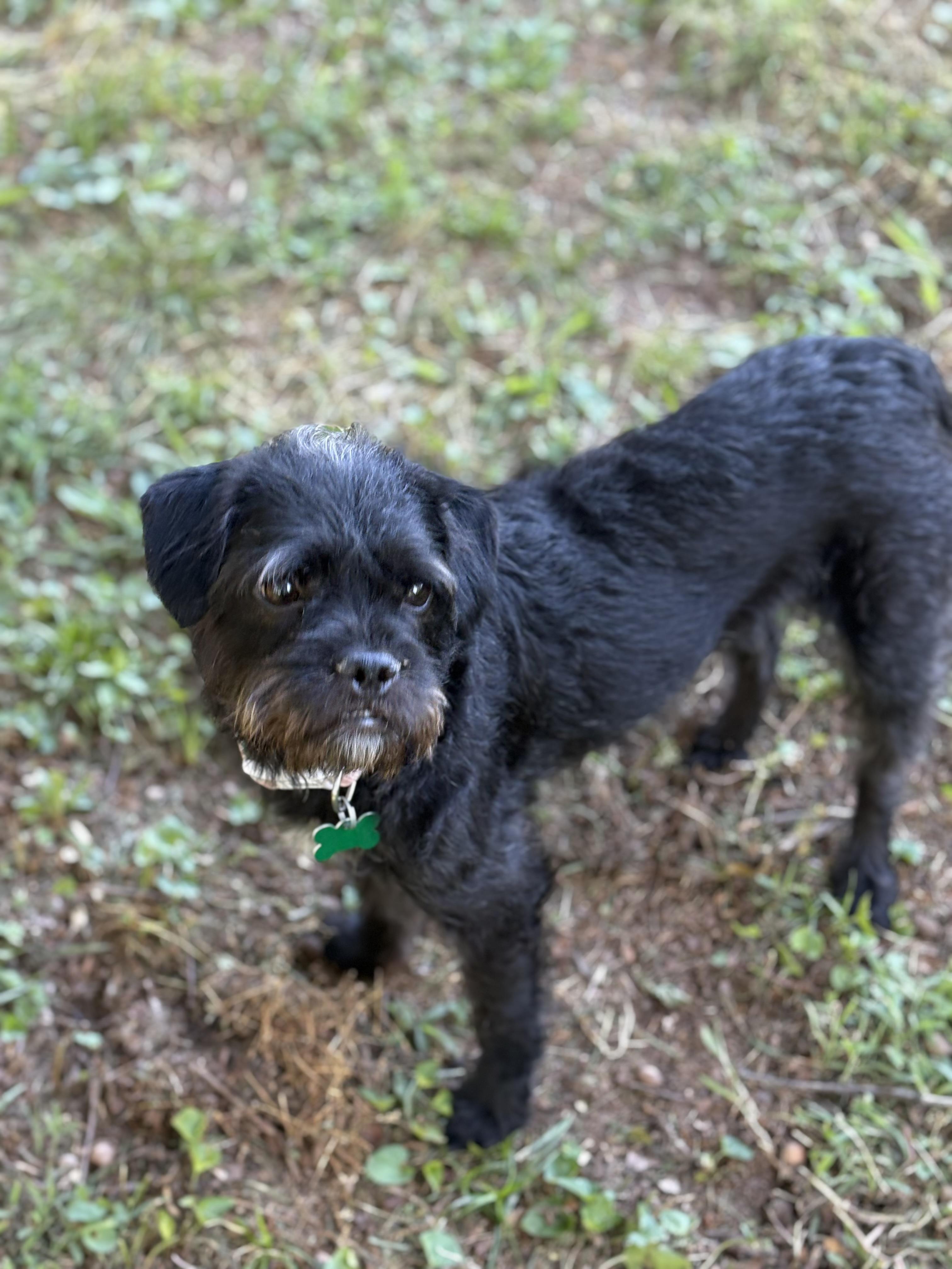 Enlarge Juliette, a ADOPTABLE mixed breed in East Point, GA image 3/3