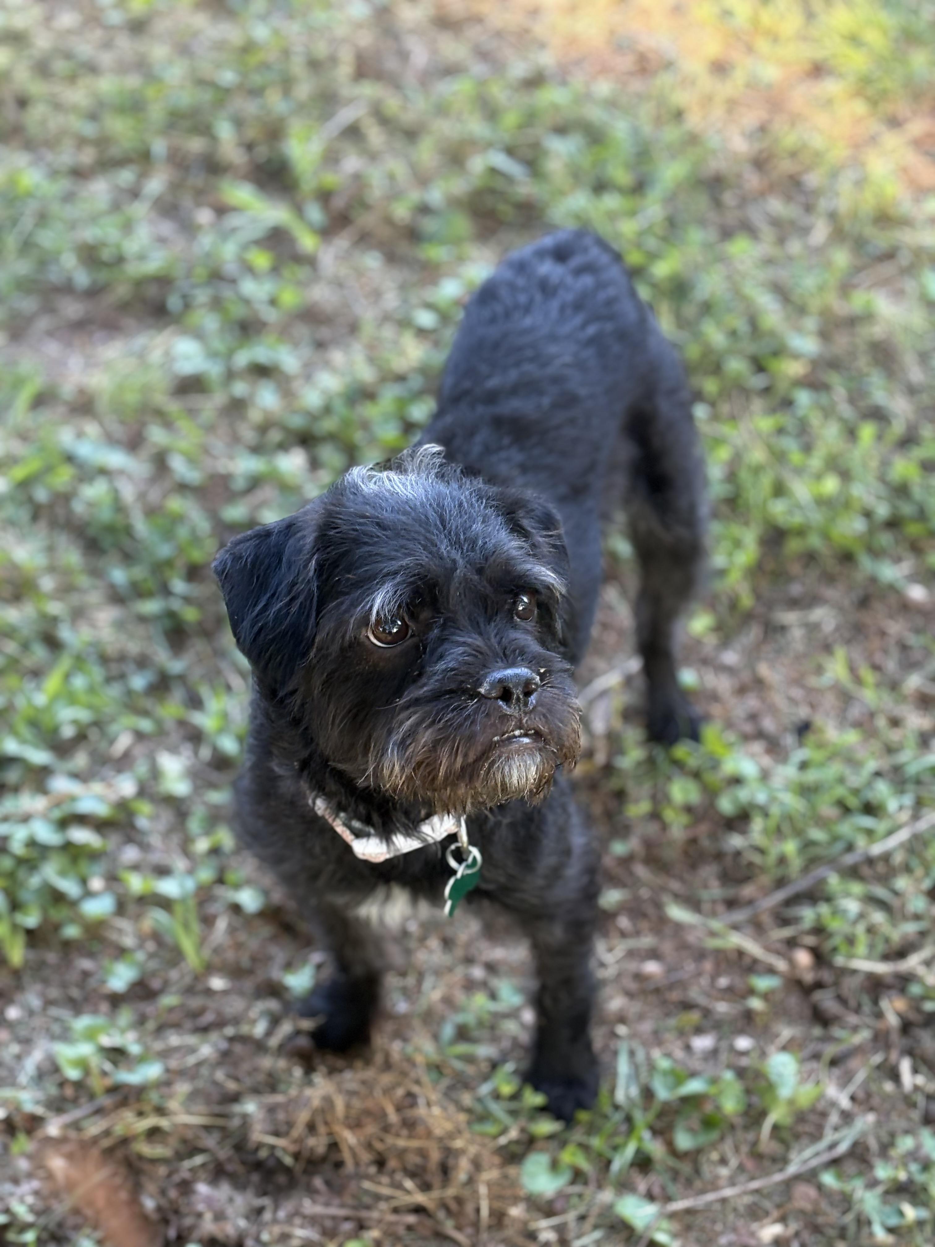 Enlarge Juliette, a ADOPTABLE mixed breed in East Point, GA image 2/3