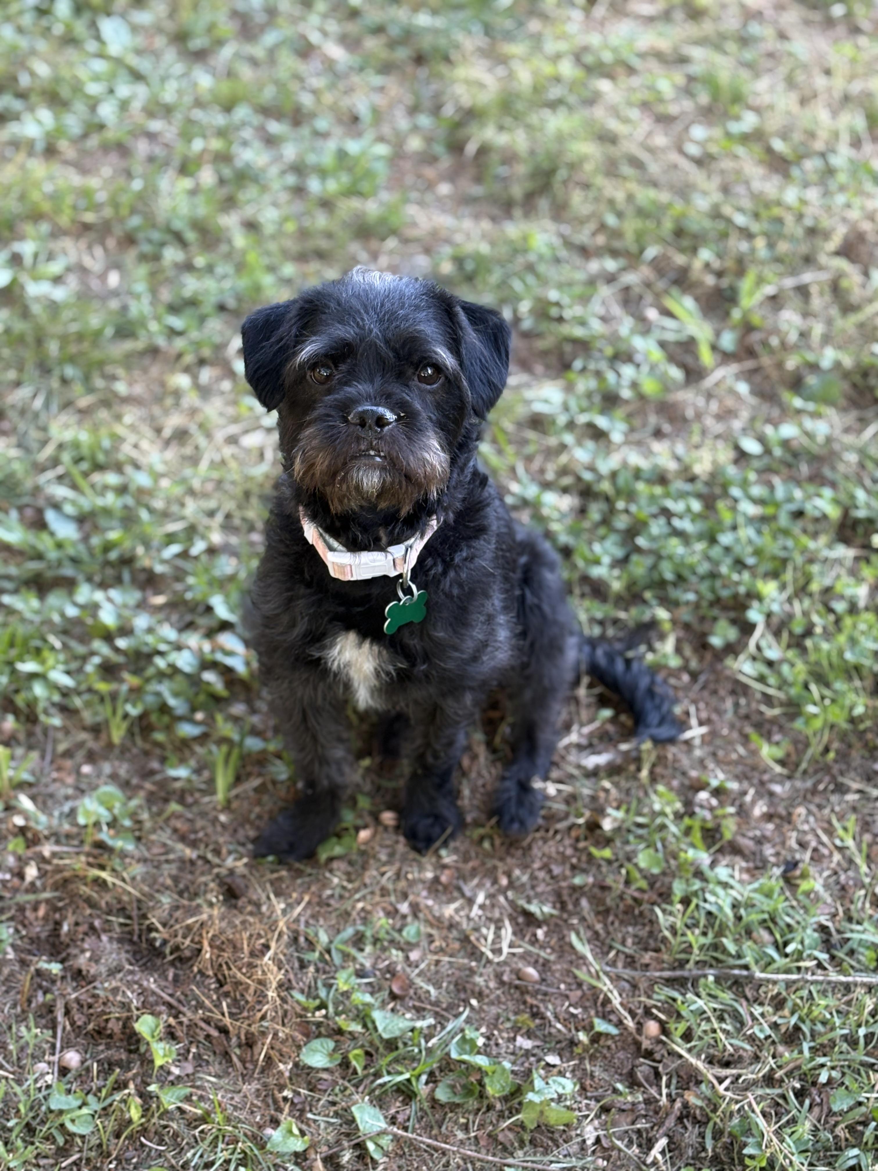 Juliette, ADOPTABLE, Young Female Affenpinscher.
