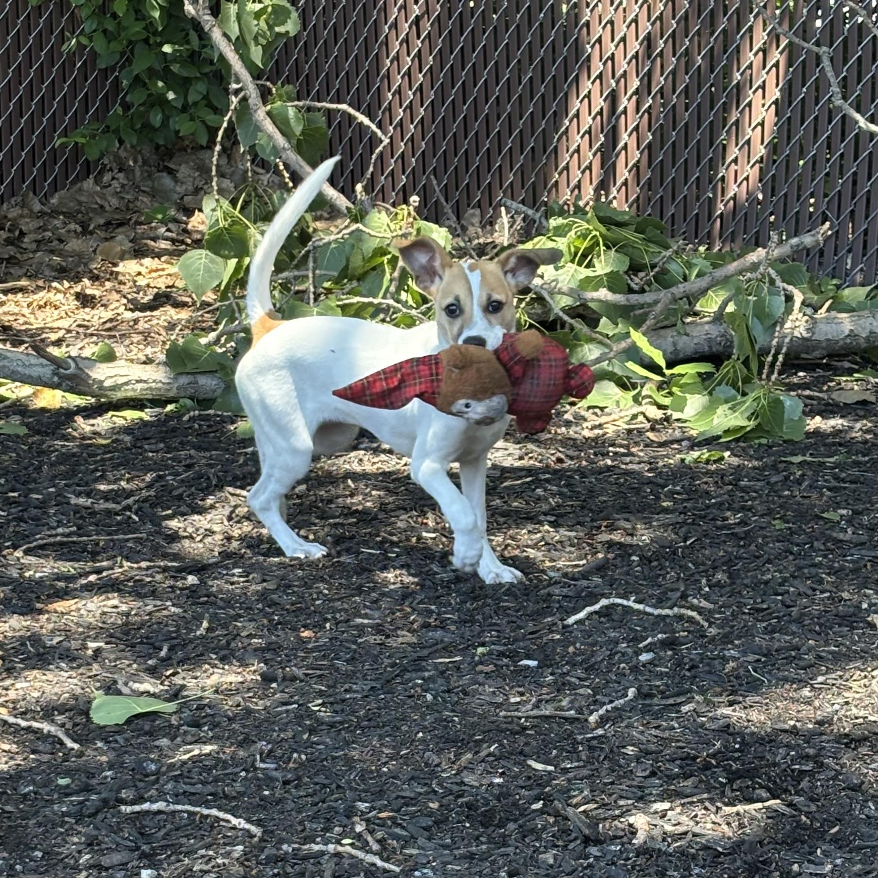 Enlarge Maggie, a Adopted mixed breed in Orland Park, IL image 4/4