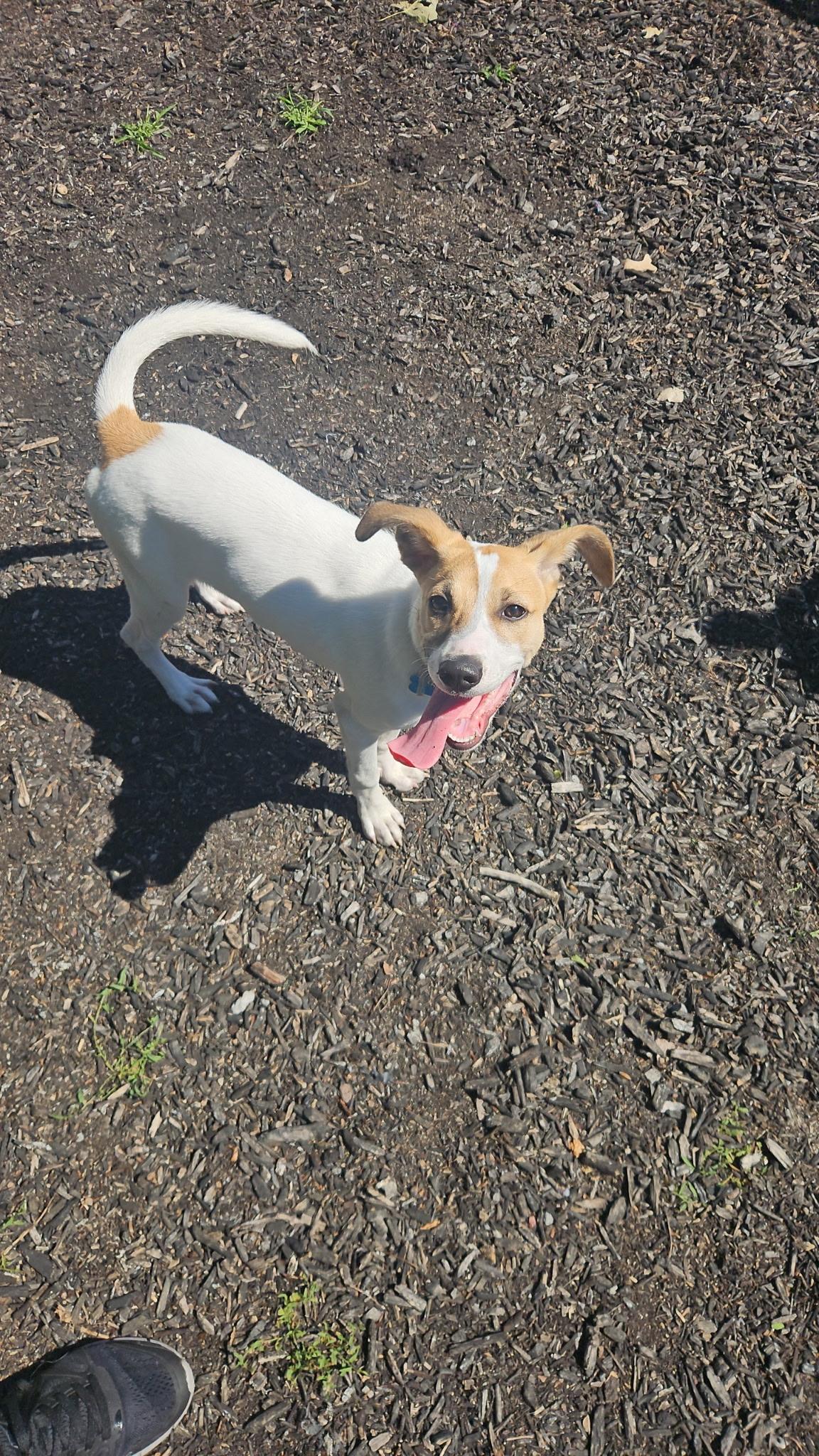 Enlarge Maggie, a Adopted mixed breed in Orland Park, IL image 2/4