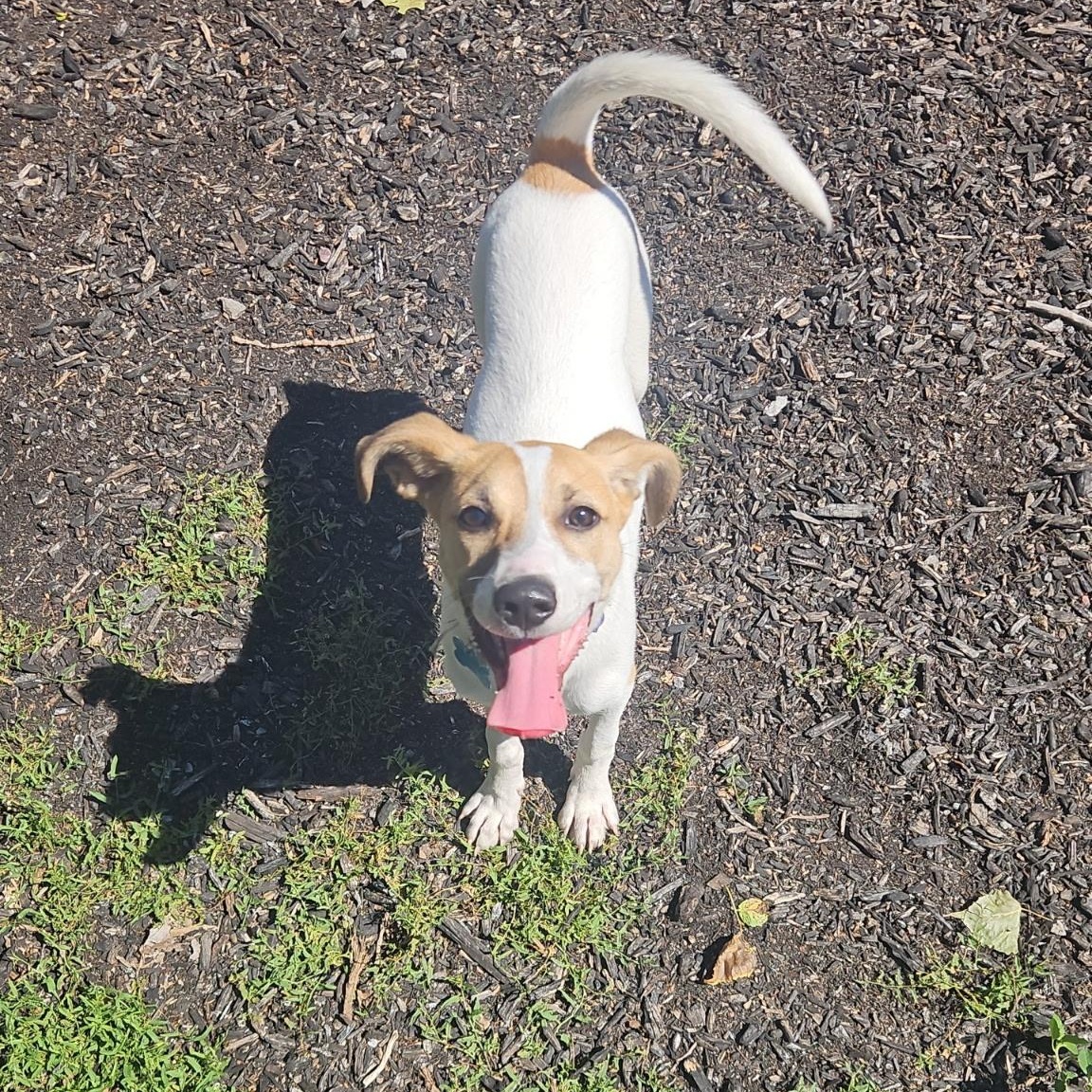 Enlarge Maggie, a Adopted mixed breed in Orland Park, IL image 3/4