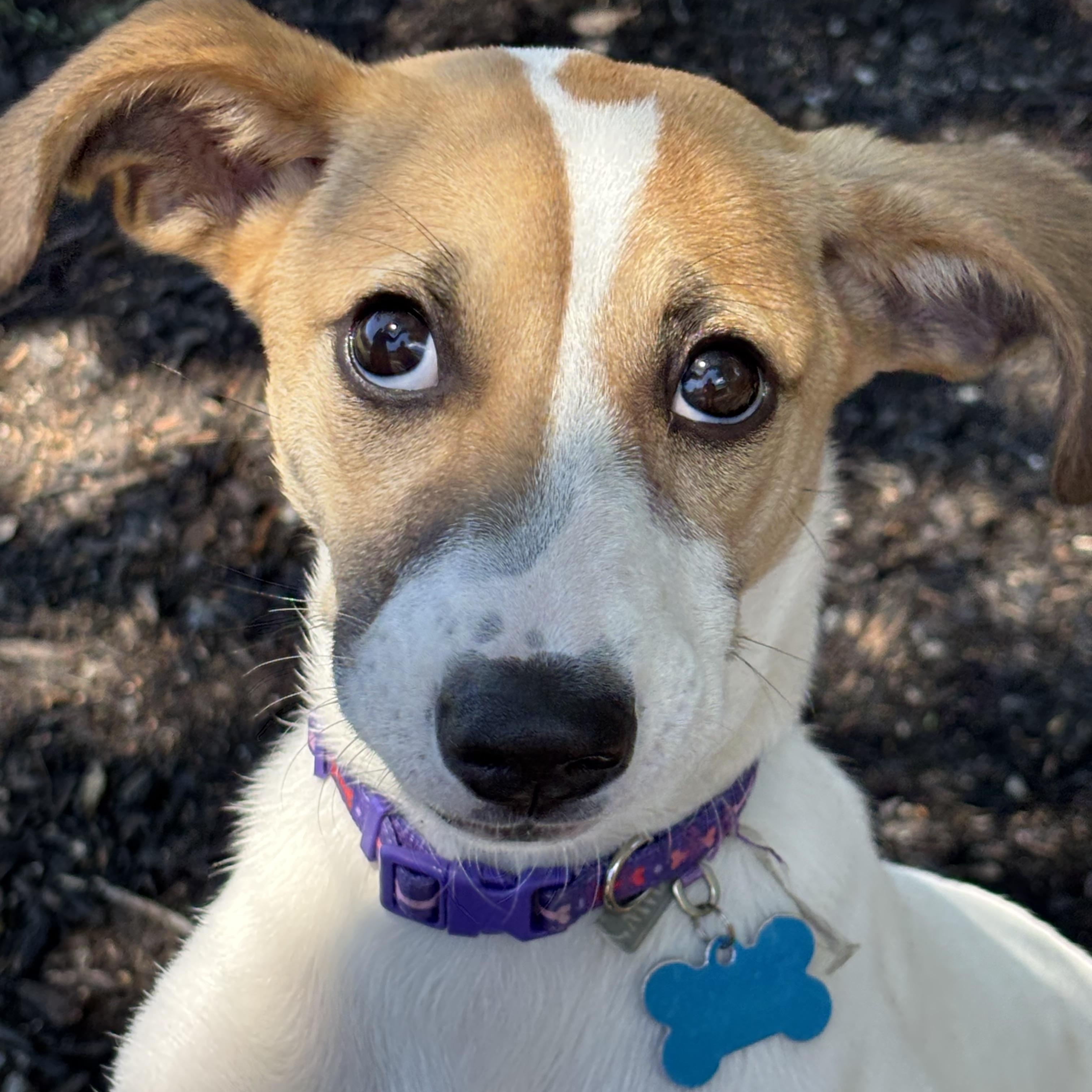 Maggie, Adopted, Young Female Hound.