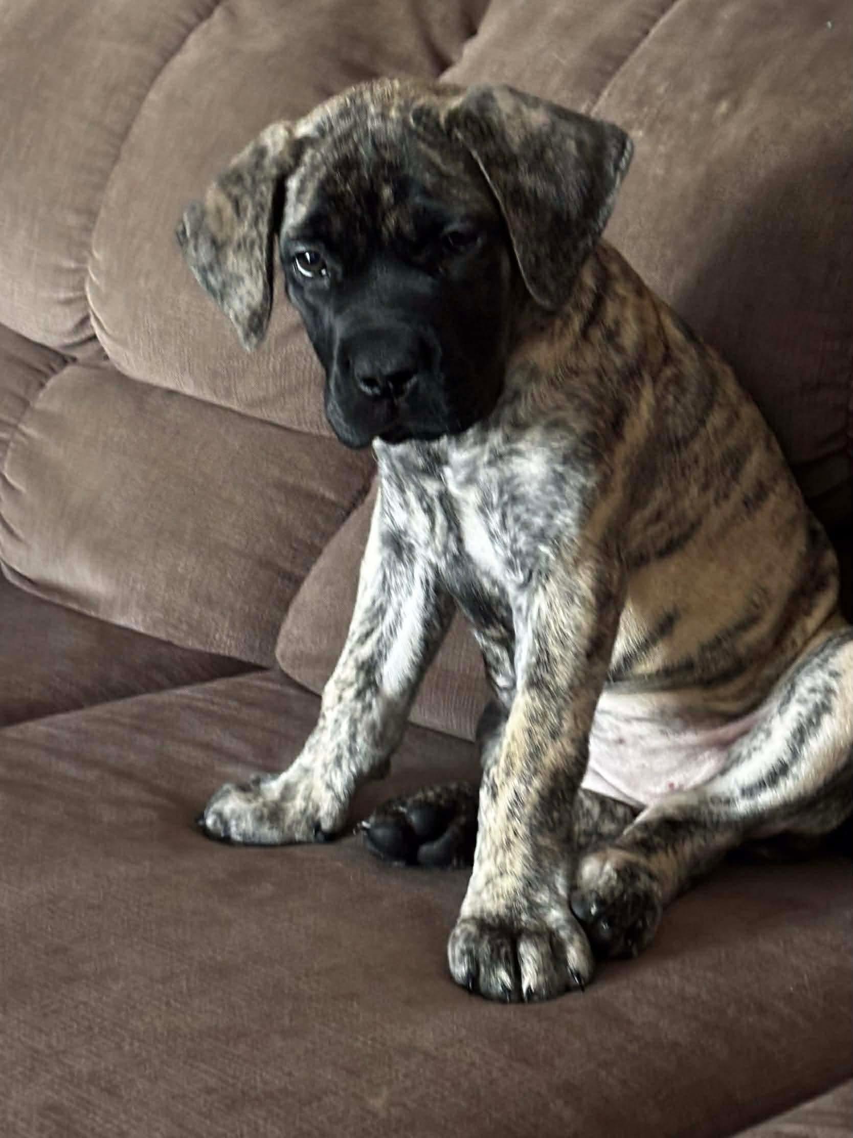 Halo , adoptable, Puppy Female Mastiff.