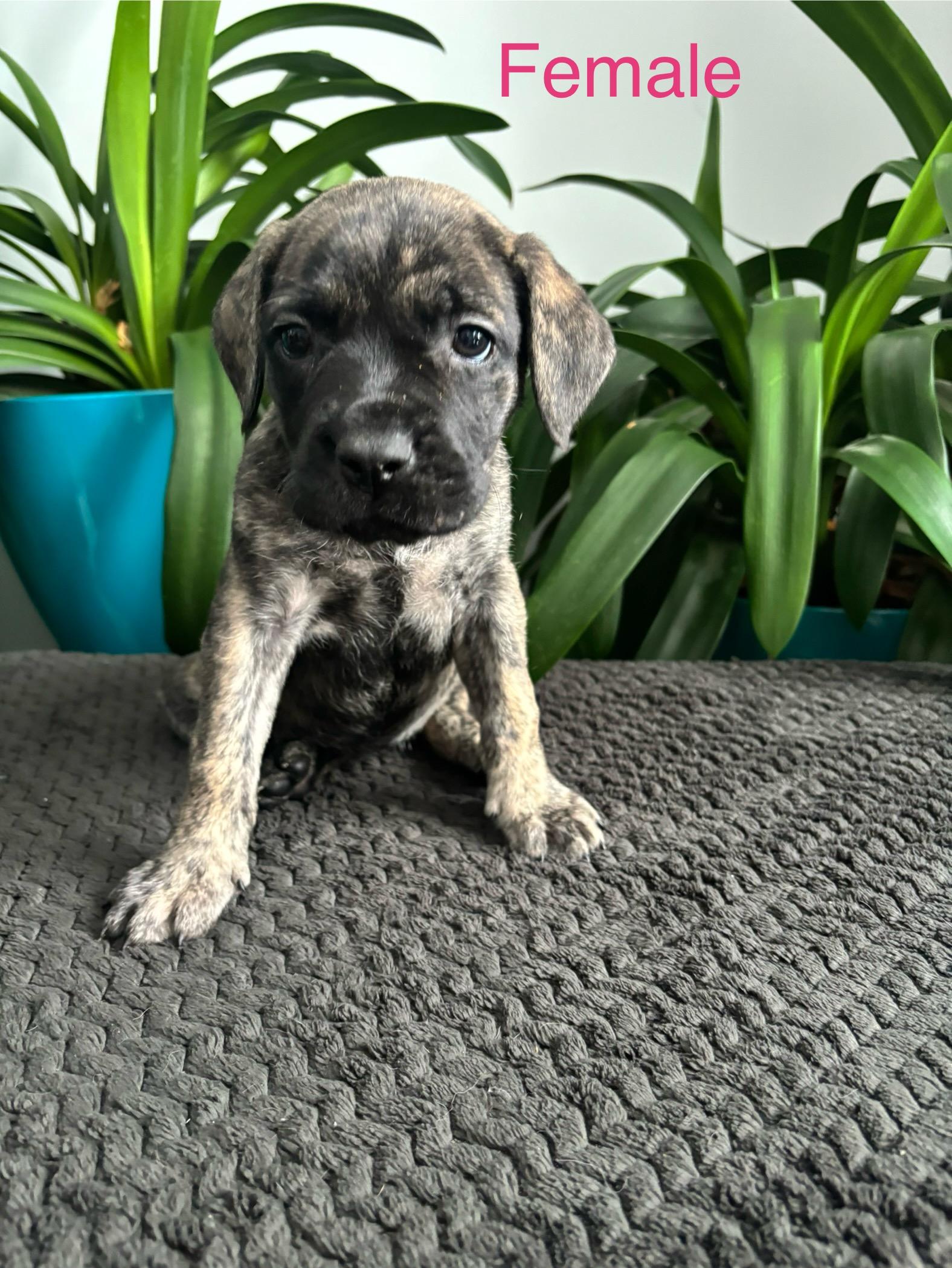 Enlarge Halo , an adoptable mixed breed in Winnipeg, MB image 4/5