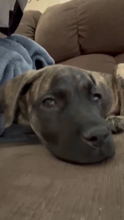 Enlarge Halo , an adoptable mixed breed in Winnipeg, MB video 2/5