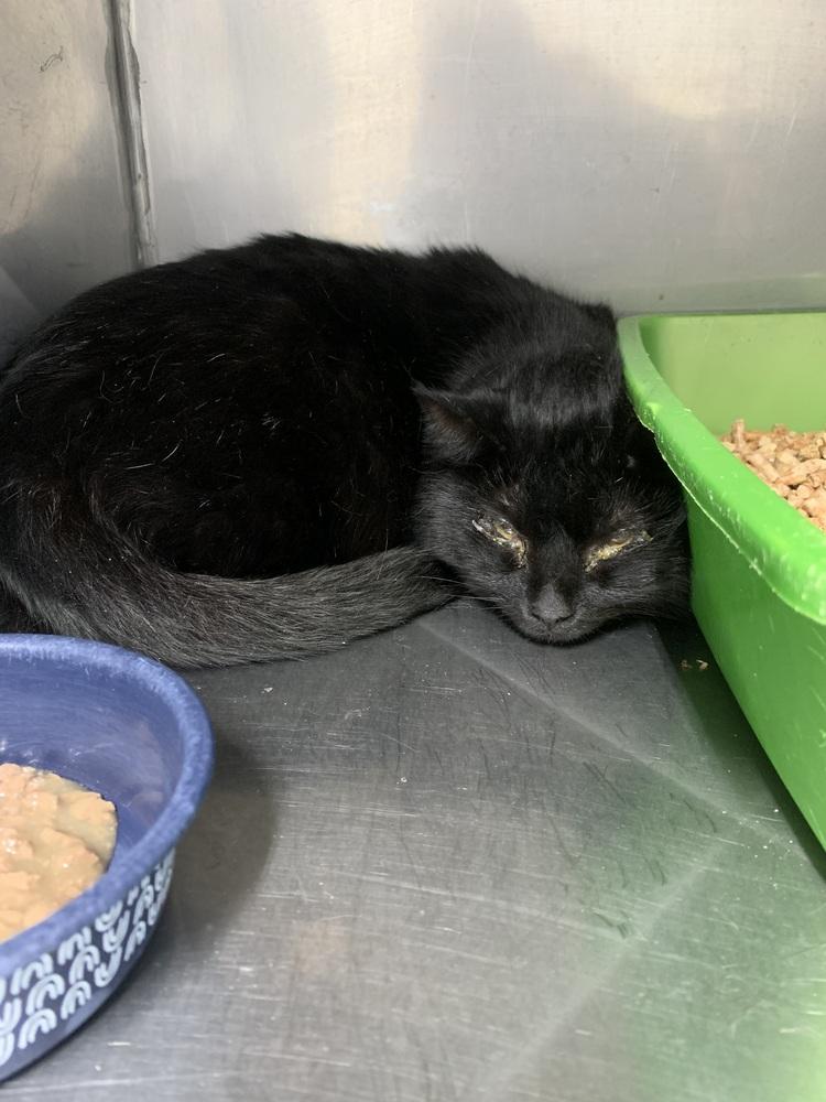 Lucius, Adoptable, Young Male Domestic Short Hair.