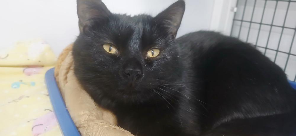 Enlarge Lucius, a Adoptable Domestic Short Hair in Salmon, ID image 2/2