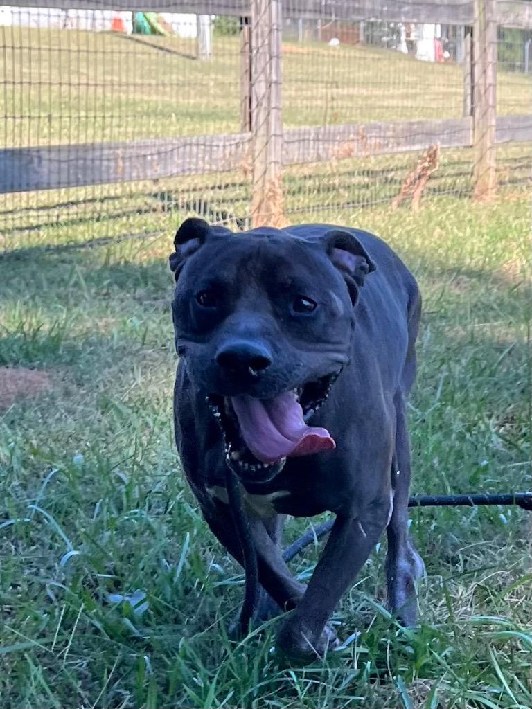 Loki, Adoptable, Adult Male Terrier.