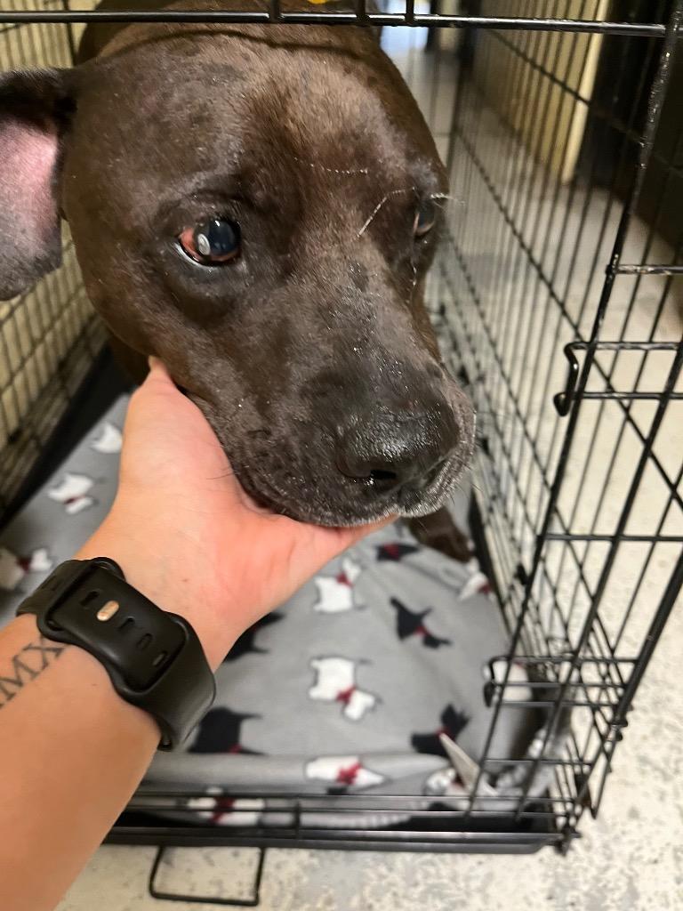 Enlarge Loki, a Adoptable mixed breed in Winnsboro, SC image 2/2