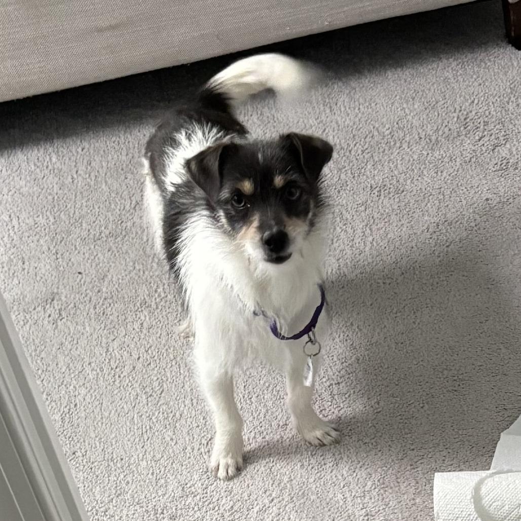 Enlarge Candy, a Adoptable Jack Russell Terrier in Raleigh, NC image 1/4