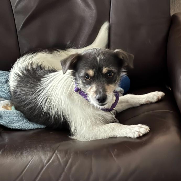 Enlarge Candy, a Adoptable Jack Russell Terrier in Raleigh, NC image 2/4