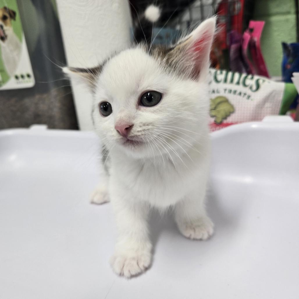 Enlarge Jasper #121, a Adoptable Domestic Short Hair in Tawas City, MI image 1/1